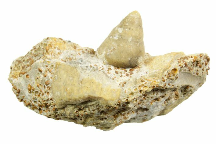 Jurassic Sea Snail (Ataphrus) Fossil - Évrecy, France #367758